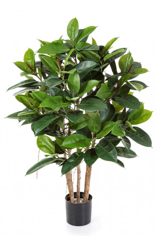 ficus_robusta_33804N.jpg