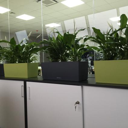 Озеленение офиса компании UBER
