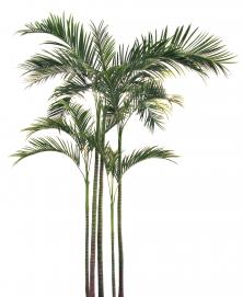 Пальма Арека гигантская