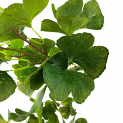 010-165-1-firstgreen.by-iskusstvennoe-derevo-ginkgo-165.jpg