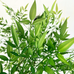 034-160-1-iskusstvennoe-derevo-nandina-160-firstgreen.by