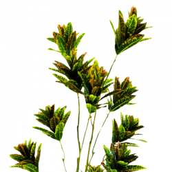 042-150-2-iskusstvennyy-kroton-kodieum-150см-firstgreen.by.png