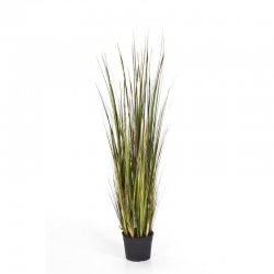 1043M-carex-bamboo-grass-90-150cm-firstgreen-by.jpg