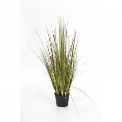 1043S-carex-bamboo-grass-90-150cm-firstgreen-by.jpg