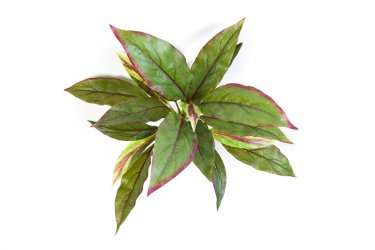 1080NR_kordilina-miks-30cm-iskusstvennoe-rastenie-firstgreen.jpg