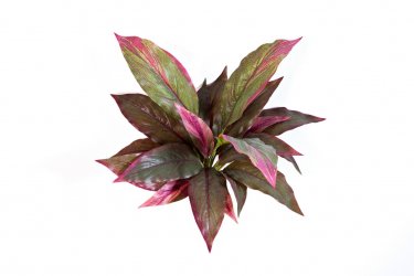 1080R_kordilina-miks-30cm-iskusstvennoe-rastenie-firstgreen.jpg