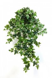 1135V-plyush-pestrolistnyy-ampelnyy-70-110sm-treez-firstgreen.jpg