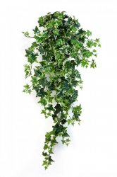 1136V-plyush-pestrolistnyy-ampelnyy-70-110sm-treez-firstgreen.jpg