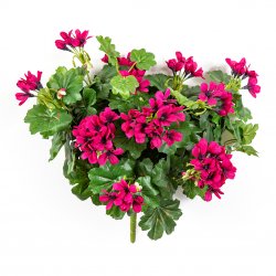 1150V-geranium-cascade-bush-35cm-firstgreen-by.jpg