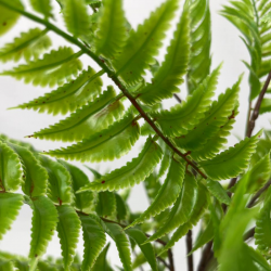 GP-023-060-firstgreen.by‑iskusstvennyy‑paporotnik‑60.jpg