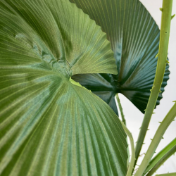 GP-041-120-2-iskusstvennaya-palma-likuala-120см-firstgreen.by