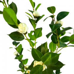 GP-046-150-2-iskusstvennaya-kameliya-yaponskaya-belaya-150см-firstgreen.by.png