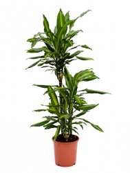 dracaena_cintho_60_30_15_d21-100.jpeg