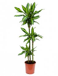 dracaena_cintho_90_60_30_d24-150 90-60-30.jpeg