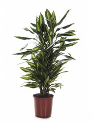 dracaena_cintho_branched_multi_ d24-100.jpeg