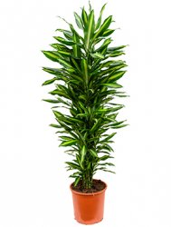 dracaena_cintho_branched_multi_d32-170.jpeg