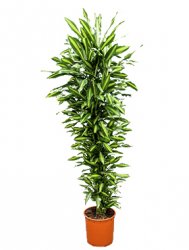 dracena_cintho_branched_multi.jpg