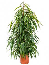 ficus_alii_tuft_27_135.jpeg