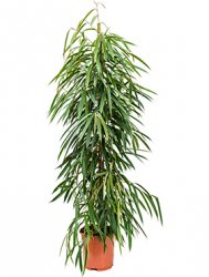 ficus_alii_tuft_27_165.jpeg