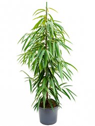 ficus_alii_tuft_29_110.jpeg
