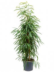 ficus_alii_tuft_35_160.jpeg