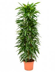 ficus_amstel_king_column_29_150.jpeg