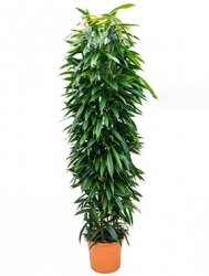 ficus_amstel_king_column_31_180.jpeg