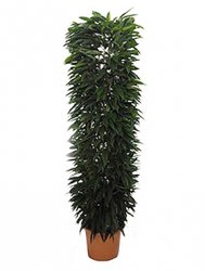 ficus_amstel_king_column_48_250.jpeg