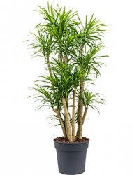 pleomele_anita_variegata_branched_30_140.jpeg