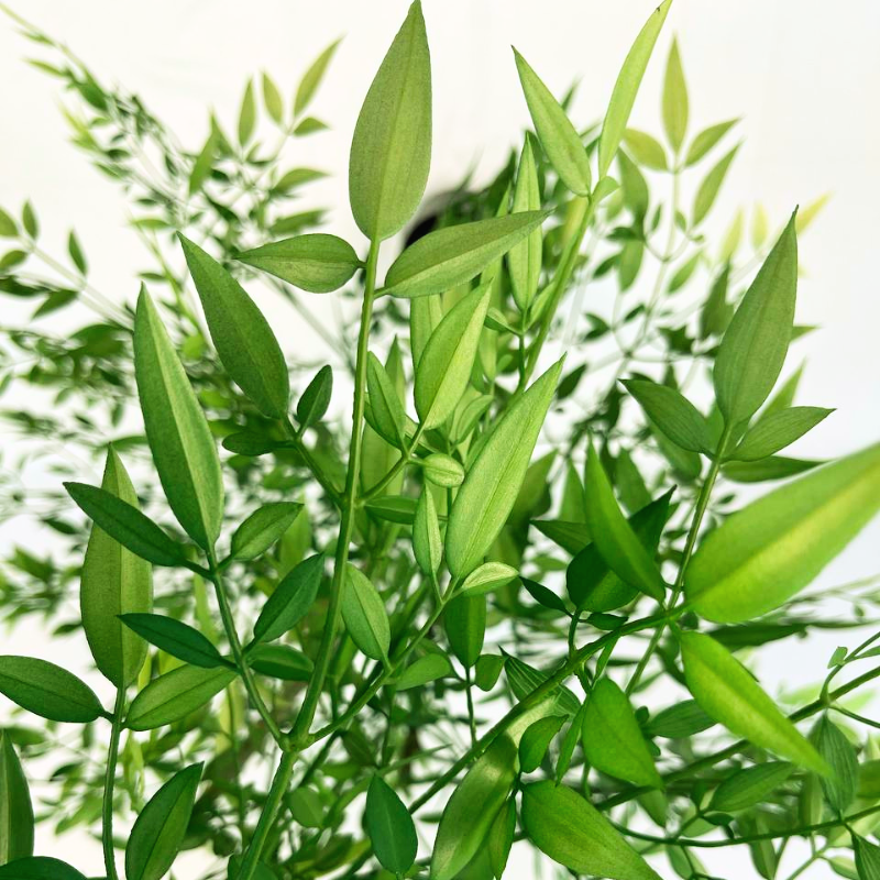 034-160-1-iskusstvennoe-derevo-nandina-160-firstgreen.by