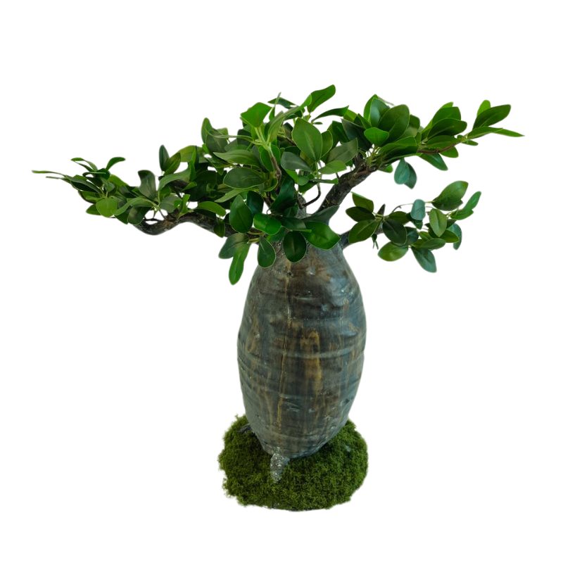 058-050-iskusstvennyy-bonsay-baobab-s-mkhom-50-sm-firstgreen.by.jpg