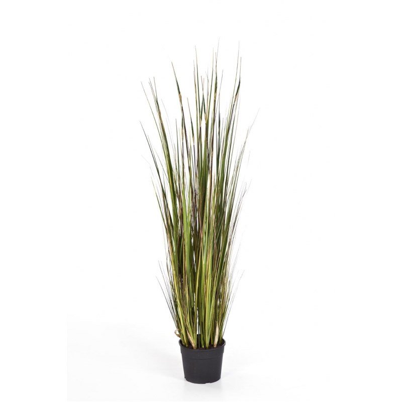 1043M-carex-bamboo-grass-90-150cm-firstgreen-by.jpg