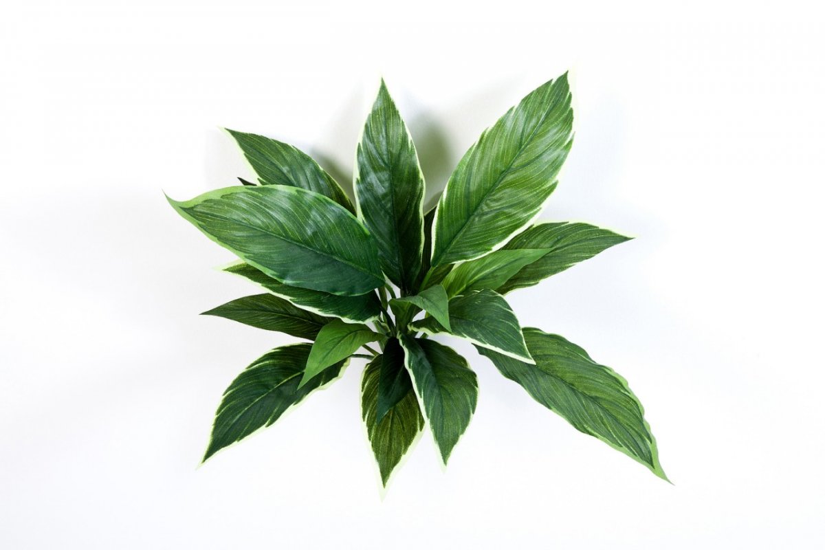 1080V_kordilina-miks-30cm-iskusstvennoe-rastenie-firstgreen.jpg
