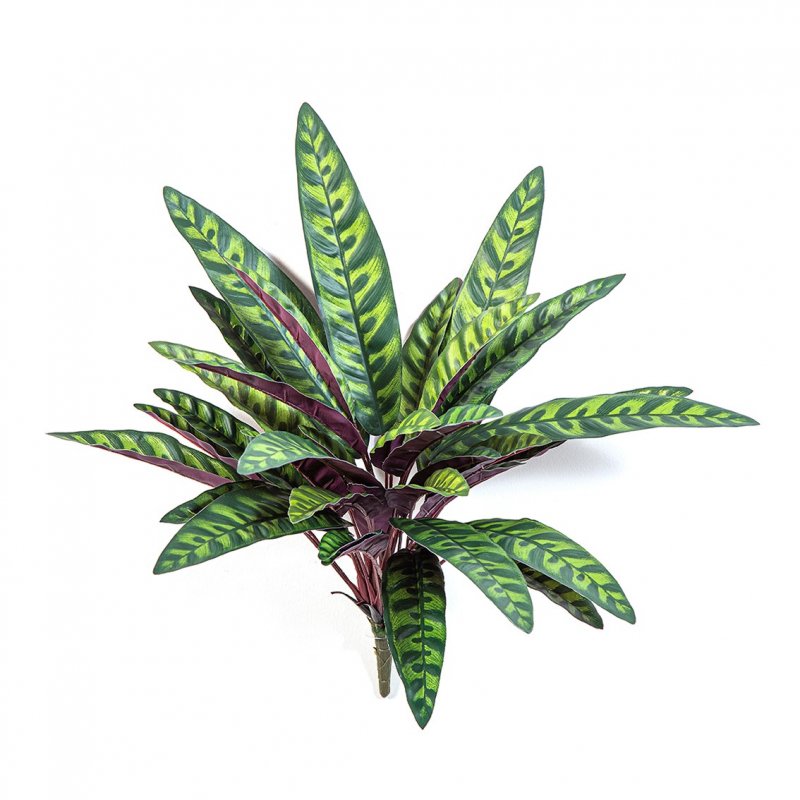 1082N-calathea-peacock-40cm-firstgreen-by.jpg