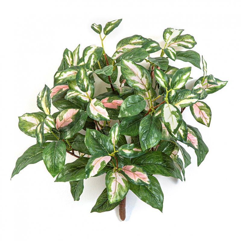 1084N-hoya-carnosa-38cm-firstgreen-by.jpg