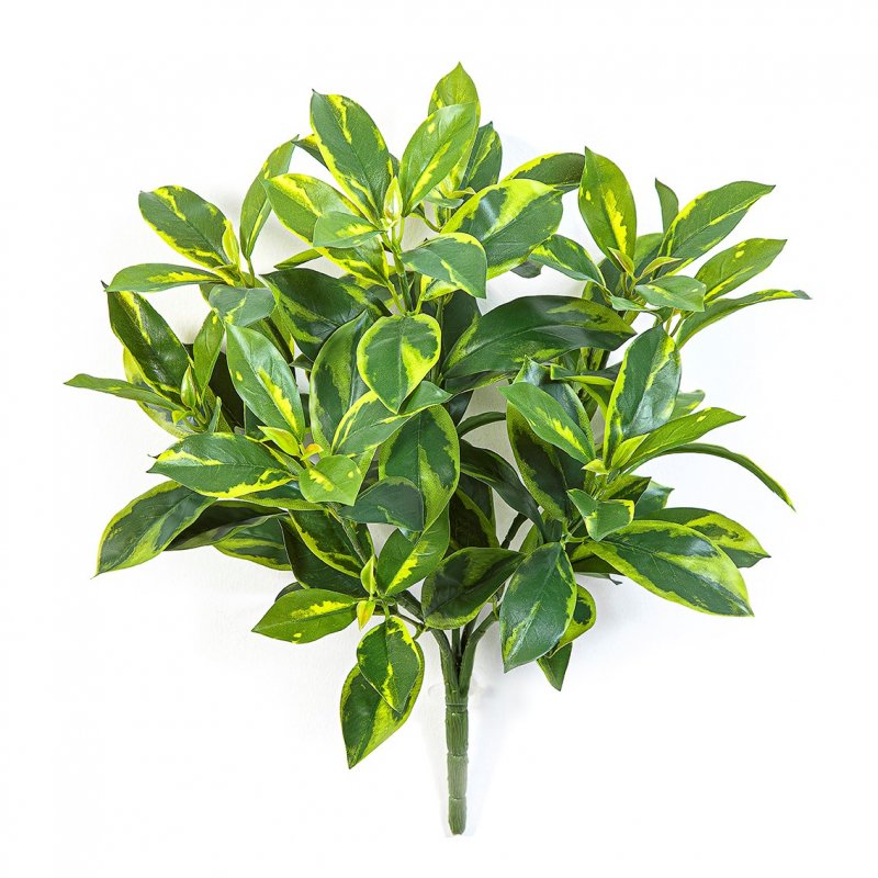 1086N-fagraea-ceylon-bush-44cm-firstgreen-by.jpg