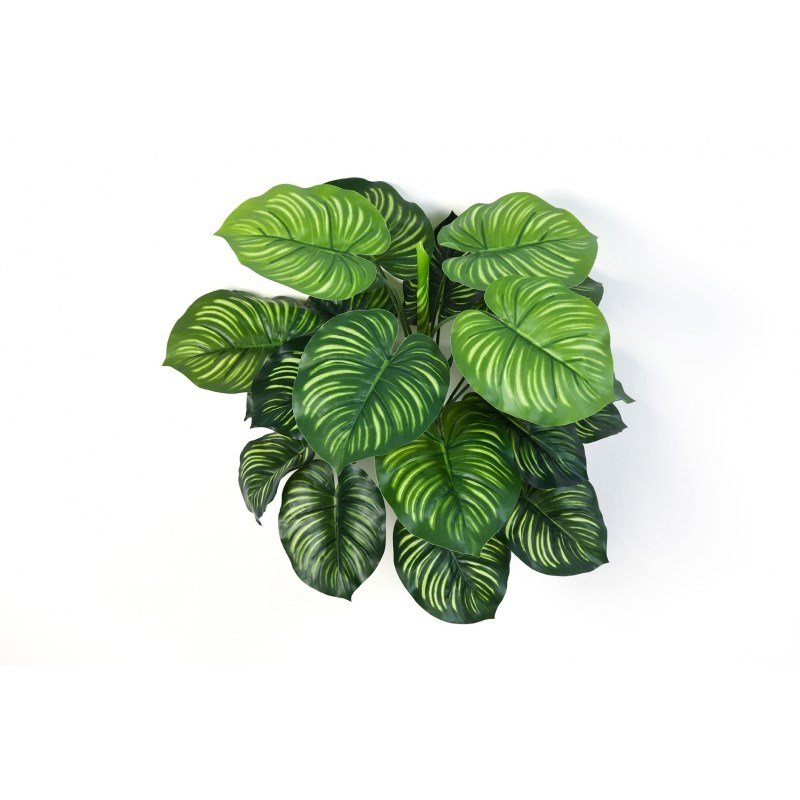 1112-calathea-bush-45cm-firstgreen-by.jpg