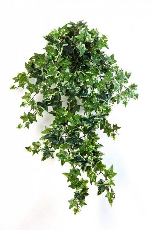 1135V-plyush-pestrolistnyy-ampelnyy-70-110sm-treez-firstgreen.jpg