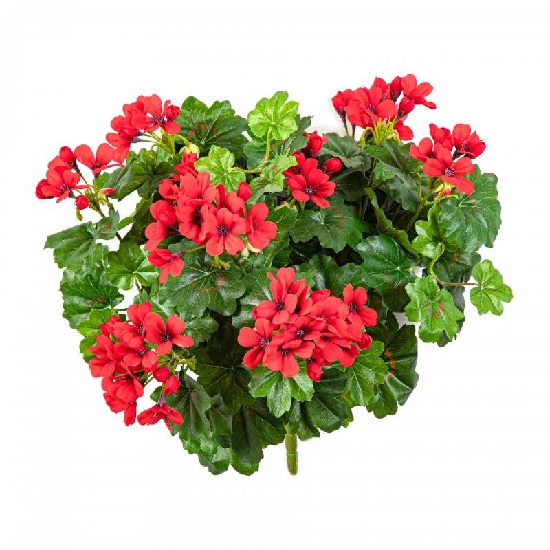 1150R-geranium-cascade-bush-35cm-firstgreen-by.jpg