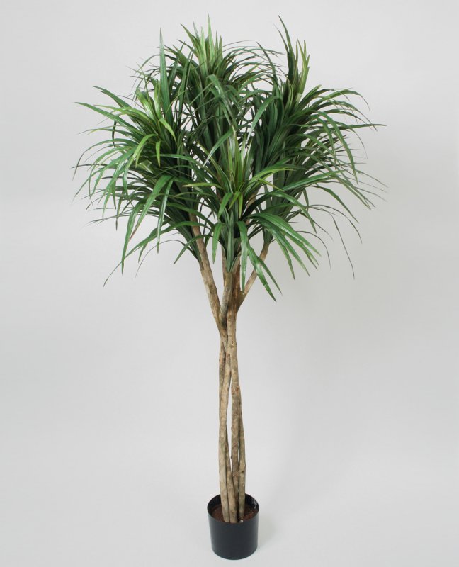 1156-160-dracaena-marginata-twisted-160cm-firstgreen-by.jpg