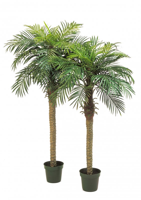 1535N-palm-date-150-180cm-firstgreen-by.jpg