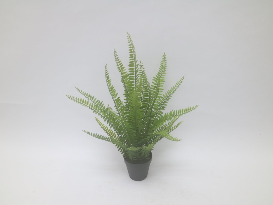 2372-fern-boston-55cm-firstgreen-by.jpg