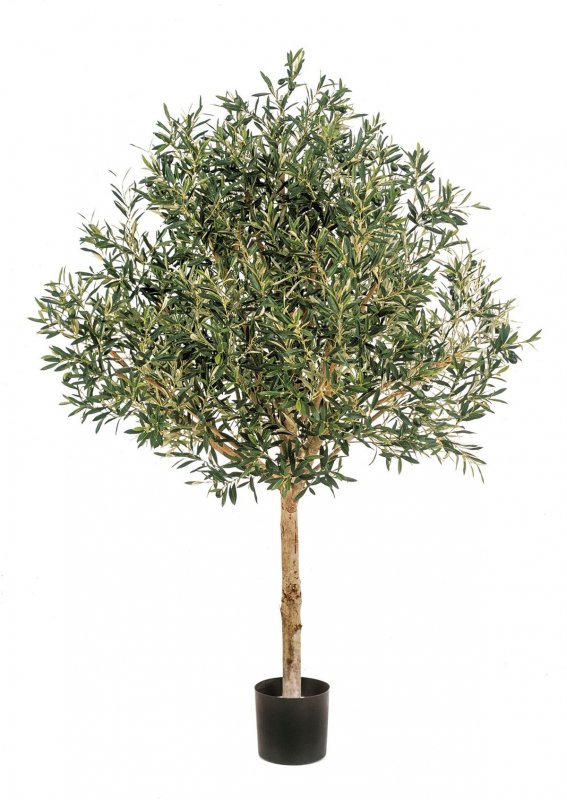 27606-oliva-topiari-naturalnaya-150-210cm-firstgreen-by.jpg