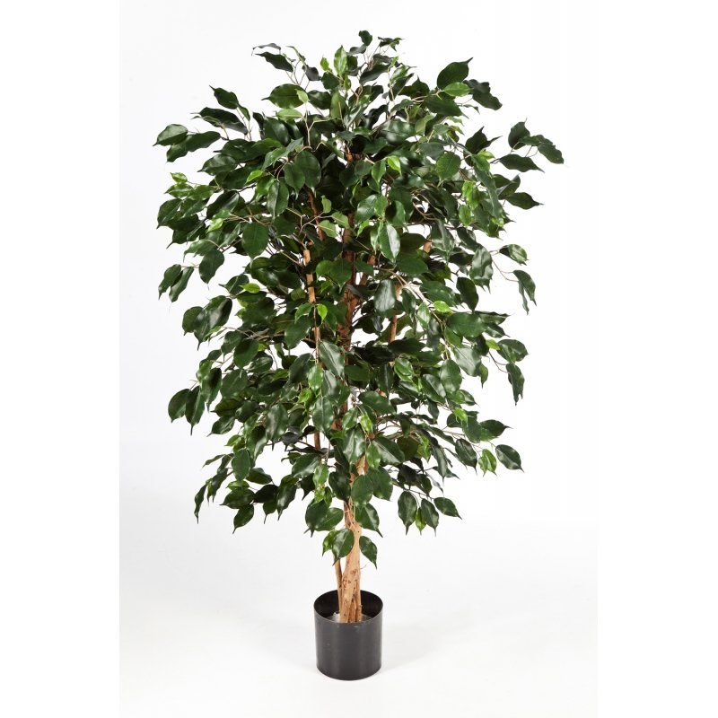 30205N-fikus-bendzhamina-nitida-150-210-treez-firstgreen.jpg