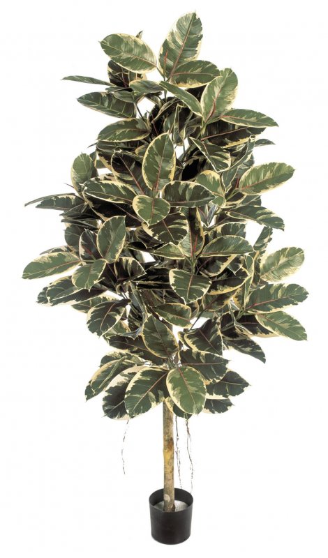 33407NW-fikus-elastica-pestrolistnyi-180-210sm-treez-firstgreen.jpg