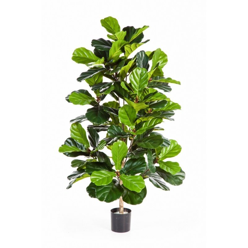 33704N-ficus-lyrata-kust-130cm-firstgreen-by.jpg