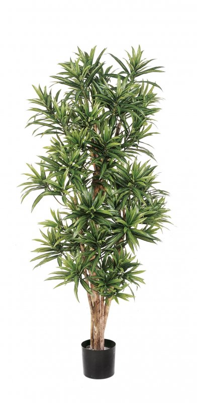 36705N-dracaena-reflexa-120-180cm-firstgreen-by.jpg