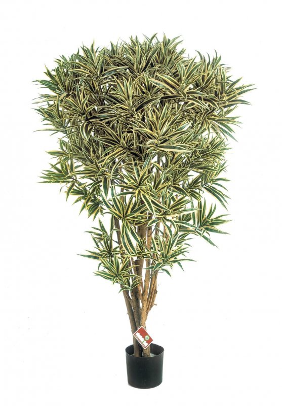 36905NG-dracaena-reflexa-jamaica-golden-145cm-firstgreen-by.jpg