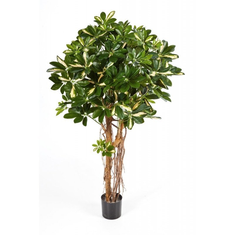 38304NW-schefflera-umbrella-variegated-110-170cm-firstgreen-by.jpg