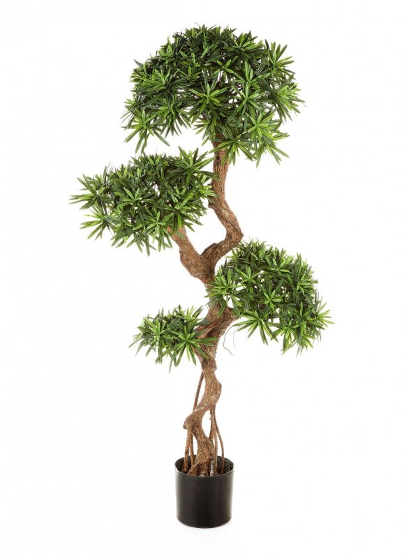 podocarpus-na-krivom-stvole-135-160sm-firstgreen.by.jpg